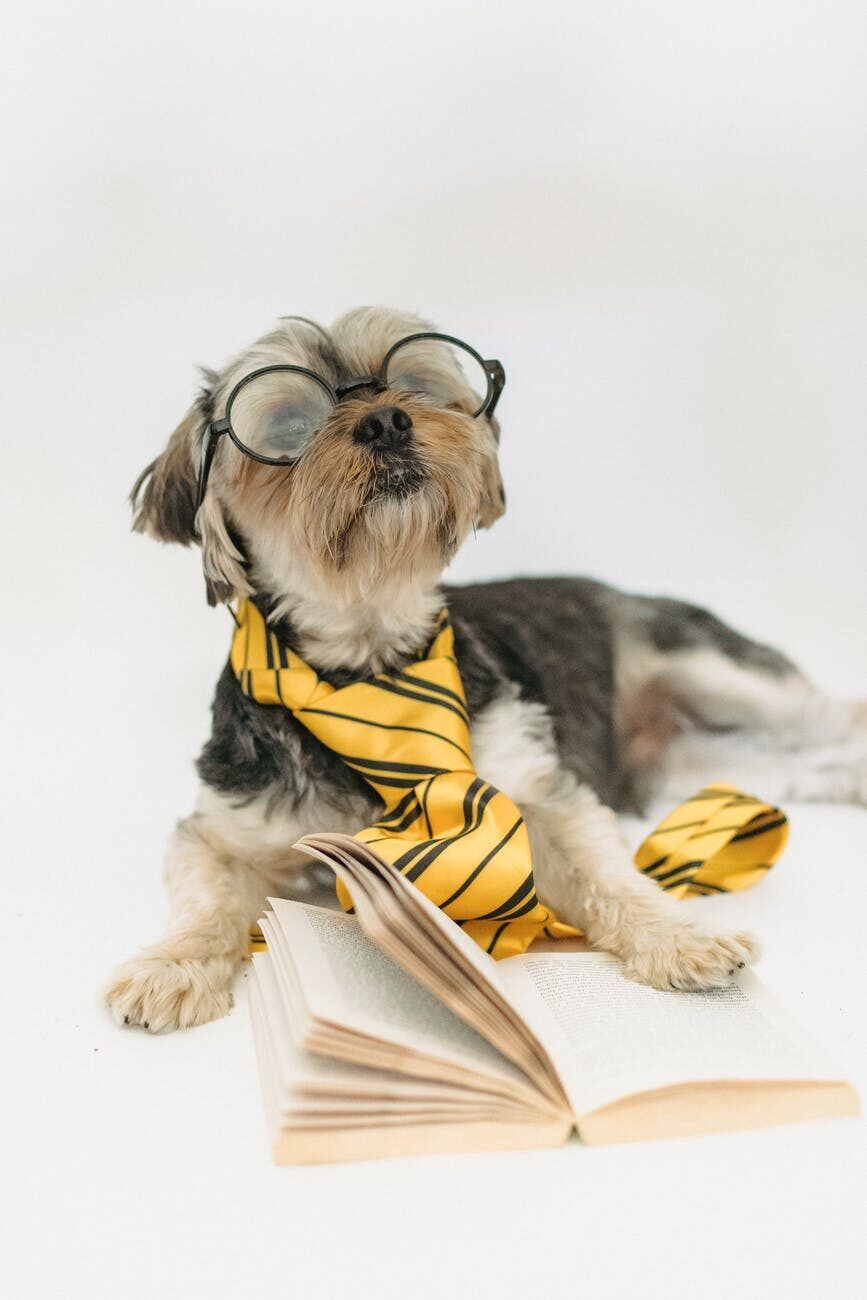 cute dog lying on floor with novel